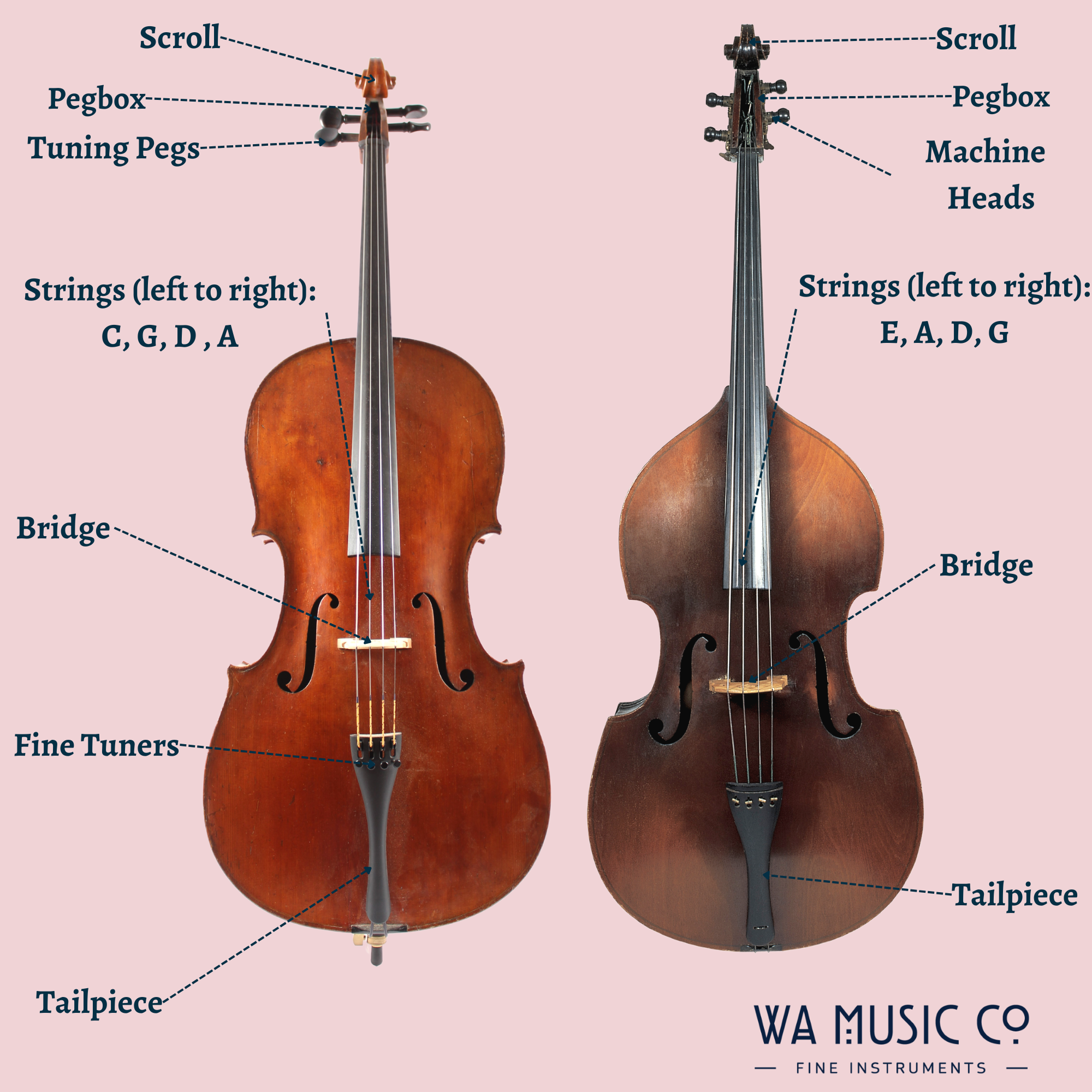 Scroll, pegbox, tunings, bridges, fine tuners, tailpiece, strings, machine heads