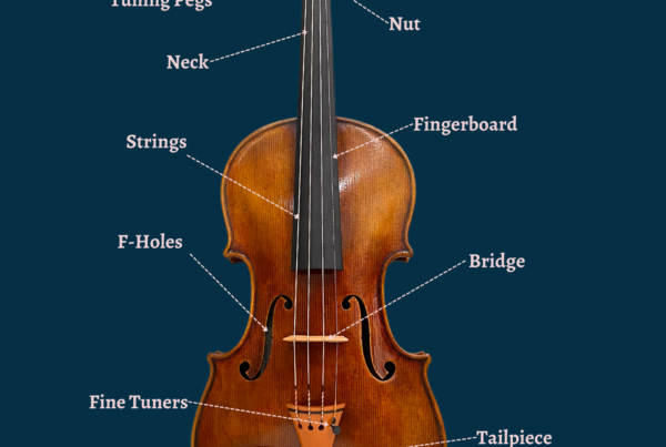 Scroll, pegbox, tuning pegs, nut, neck, strings, fingerboard, f-holes, bridge, fine tuners, tailpiece, chin rest