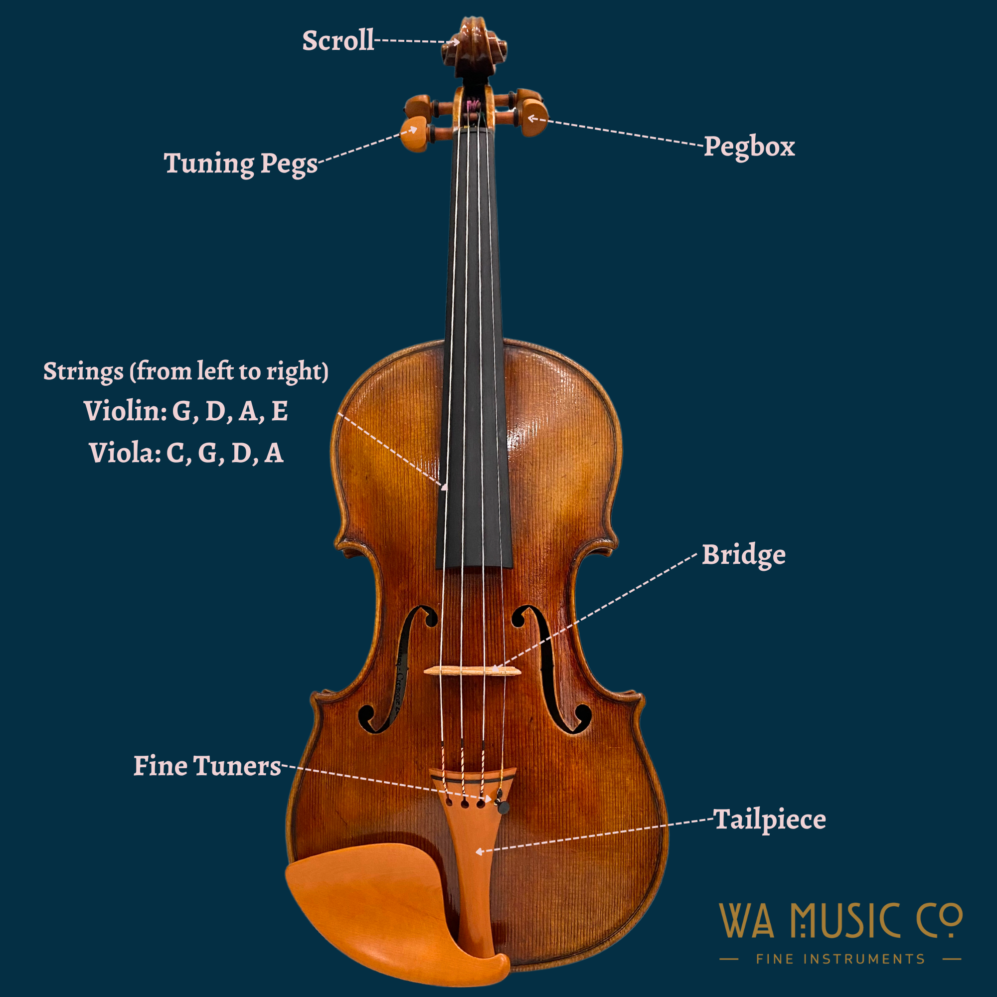 Scroll, pegbox, tunings, bridges, fine tuners, tailpiece, strings